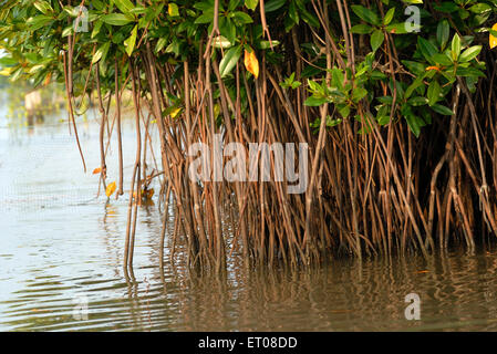 Réserve de Killai , mangroves de Pichavaram , Chidambaram , district de Cuddalore , estuaire de Vellar Coleroon , Tamil Nadu , Inde , Asie Banque D'Images