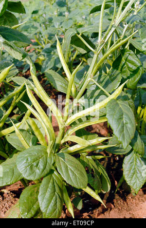 Cyamopsis tetragonoloba Taub Linn Cyamopsis ; psoralioides ; Fabaceae ; Bean Cluster Cluster Govar Hindi ; plantation de Guar haricot Banque D'Images