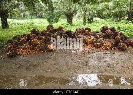 Fruits de palmier à huile récoltés près de Chalakkudy ; Kerala ; Inde ; Asie Banque D'Images