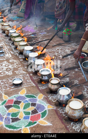 Les femmes célébrant Pongal festival à Tamil Nadu en Inde ; Banque D'Images