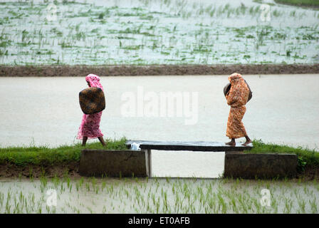 Les travailleurs agricoles dans les rizières pendant la mousson jour près de Palakkad Kerala ; Inde ; Banque D'Images