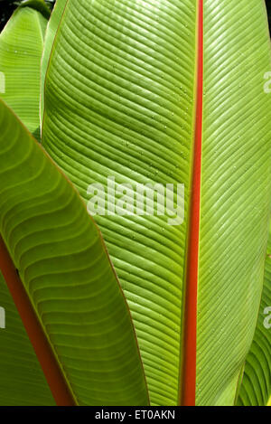 Feuille de banane , feuille de banane , feuille de plante de banane , feuille verte , Kerala , Inde , Asie Banque D'Images