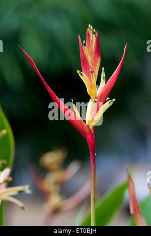 Heliconia psittacorum, Parrot Heliconia, perroquet floral, Kerala, Inde, Asie Banque D'Images