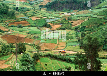 Terrasse agricole, terrasses, Nanjanad, Ooty, station de colline, Ootacamund, Udagamandalam, Udhagamandalam, colline de Nilgiri, Western Ghat, Tamil Nadu, Inde Banque D'Images