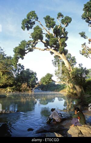 Dans la rivière Moyar Mudumalai sanctuaire , Nilgiris au Tamil Nadu ; Inde ; Banque D'Images