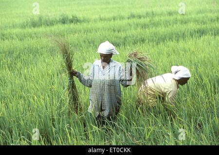 Agriculteur travaillant dans le champ de riz ; Alappuzha , Alleppey ; Kerala ; Inde , asie Banque D'Images