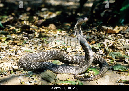 Serpent Cobra indien spectaculaire Naja naja naja Banque D'Images