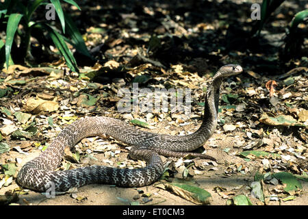 Serpent cobra indien spectaculaire naja naja naja Banque D'Images