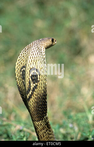 Serpent cobra, Inde Cobra naja naja naja spectaculaire Banque D'Images