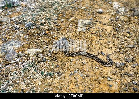 scie vipère échelle de serpent echis cariniatus Banque D'Images