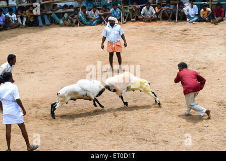 La lutte contre les chèvres kidaai ; muttu Madurai Tamil Nadu ; Inde ; Banque D'Images