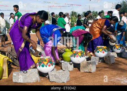 Kinathukkadavu ; Pongal près de Chennai Tamil Nadu ; Inde ; Banque D'Images