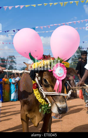 Kinathukkadavu ; Pongal près de Chennai Tamil Nadu ; Inde ; Banque D'Images