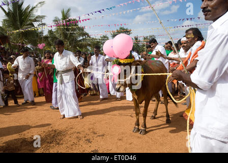 Kinathukkadavu ; Pongal près de Chennai Tamil Nadu ; Inde ; Banque D'Images