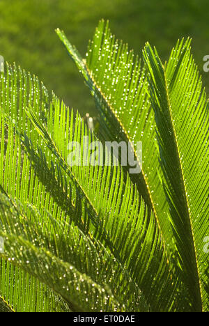 Cycas circinalis , cycadaceae , palmier , palmier sagou , queen sagou , Banque D'Images