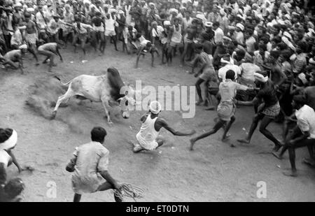 Jallikattu bull apprivoiser au cours de pongal festival ; Alanganallur ; Madurai Tamil Nadu ; Inde ; Banque D'Images