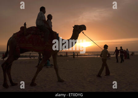 Les touristes en tour de chameau en silhouette ; Alleppey Alappuzha beach Kerala ; Inde ; Banque D'Images