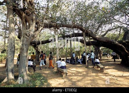 Personnes assises sous banyan Tree, Auroville, Pondichéry, Puducherry, Tamil Nadu, Union Territory, UT, Inde, Asie Banque D'Images