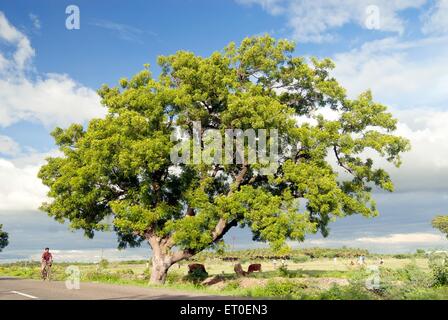 Neem Tree, Inde, Azadirachta indica, neem, nimtree,Lilas indien, dogoyaro, dogonyaro Banque D'Images