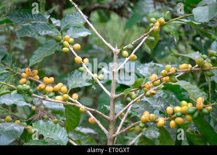 Cerisier de café, arbre de café, arbre de cerises de café, arbre de baies de café, arbre de baies de café, Madykeri, Madykery, Coorg, Karnataka, Inde, Asie Banque D'Images