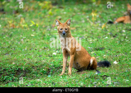 Dhole , chien sauvage indien , femme , assis , Cuon alpinus , Parc national de Nagarhole , Réserve faunique , Kodagu , Coorg , Karnataka , Inde , Asie Banque D'Images