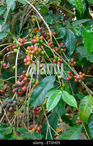 Cerisier de café, arbre de café, arbre de cerises de café, baie de café, baies de café, Mudbidri, Moodabidri, Coorg, Karnataka, Inde, Asie Banque D'Images