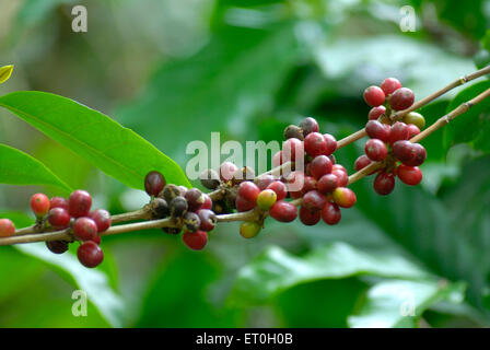 Cerisier de café, arbre de café, arbre de cerises de café, baie de café, baies de café, Mudbidri, Moodabidri, Coorg, Karnataka, Inde, Asie Banque D'Images