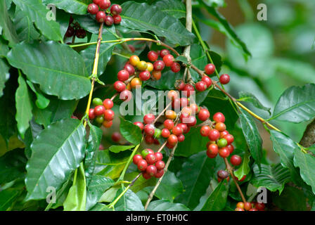 Cerisier de café, arbre de café, arbre de cerises de café, baie de café, baies de café, Mudbidri, Moodabidri, Coorg, Karnataka, Inde, Asie Banque D'Images