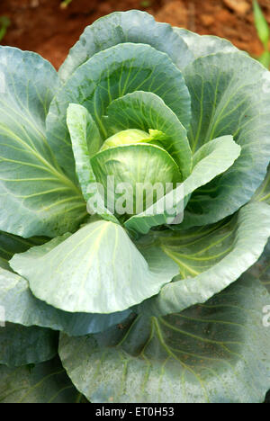 Plante végétale de chou poussant dans le champ, Nigdi, Pune, Maharashtra, Inde, Asie Banque D'Images