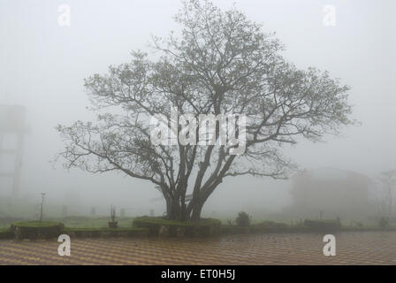 Arbre dans le brouillard , arbre dans le brouillard , Malshej ghat ; Maharashtra ; Inde , asie Banque D'Images