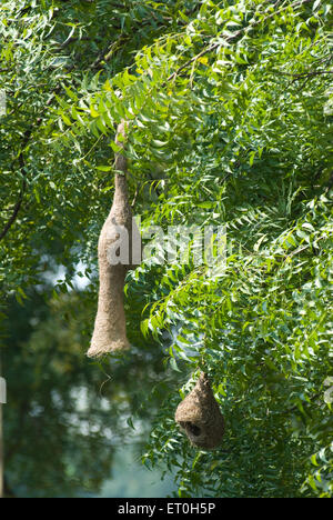 baya weaver Weaverbird pending nid en forme de riposte d'arbre, Pune, Maharashtra, Inde, Asie Banque D'Images
