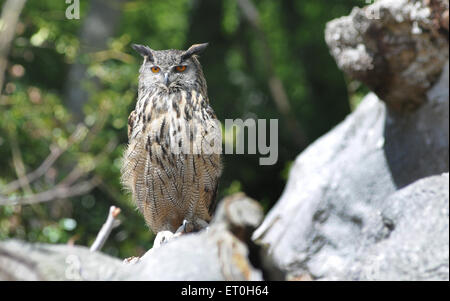 Mai 2015 Un hibou Grand-duc Bubo bubo, repose sur un vieil arbre. Pic Mike Walker, Mike Walker Images Banque D'Images