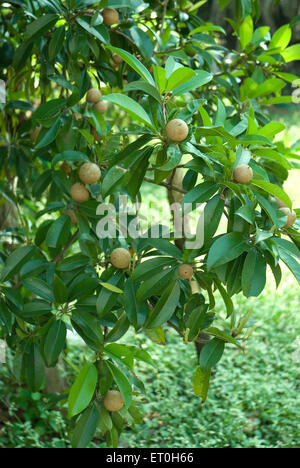 Fruit chikoo hanging on tree ; ; ; Palghar Bordi Maharashtra Inde ; Banque D'Images