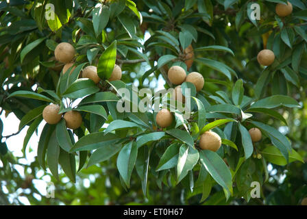 Fruit chikoo hanging on tree ; ; ; Palghar Bordi Maharashtra Inde ; Banque D'Images