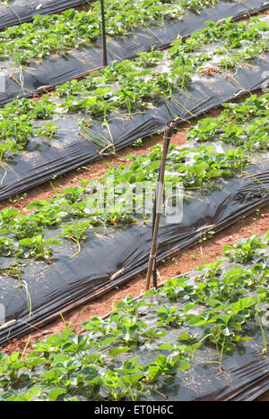 Culture de fraises, Panchgani ; Maharashtra ; Inde, asie Banque D'Images