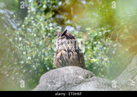 Mai 2015 Un hibou Grand-duc Bubo bubo, repose sur un vieil arbre dans la forêt Pic Mike Walker, Mike Walker Images Banque D'Images