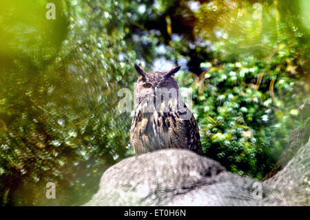 Mai 2015 Un hibou Grand-duc Bubo bubo, repose sur un vieil arbre dans la forêt Pic Mike Walker, Mike Walker Images Banque D'Images