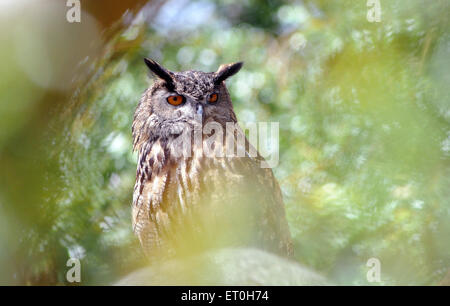 Mai 2015 Un hibou Grand-duc Bubo bubo, repose entre les feuilles d'un arbre Pic Mike Walker, Mike Walker Images Banque D'Images