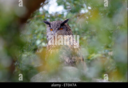 Mai 2015 Un hibou Grand-duc Bubo bubo, repose entre les feuilles d'un arbre Pic Mike Walker, Mike Walker Images Banque D'Images