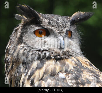 Mai 2015 Un hibou Grand-duc Bubo bubo. Pic Mike Walker, Mike Walker Images Banque D'Images