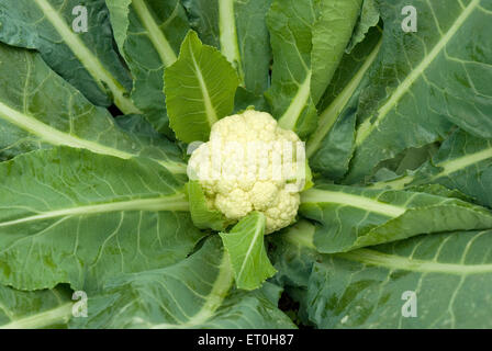 ch avec de plus en plus de culture de l 233 gumes chou ch avec de plus en plus de culture de l 233 gumes chou