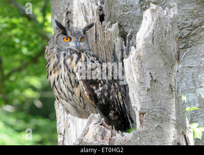Mai 2015 Un hibou Grand-duc Bubo bubo, repose sur un vieil arbre. Pic Mike Walker, Mike Walker Images Banque D'Images
