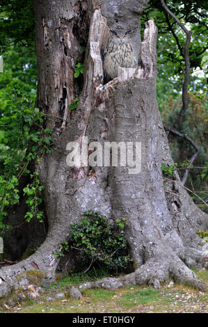 Mai 2015 place le hibou. Un hibou Grand-duc Bubo bubo, camouflée contre l'écorce d'un vieil arbre. Pic Mike Walker, Mike Walker Pictu Banque D'Images