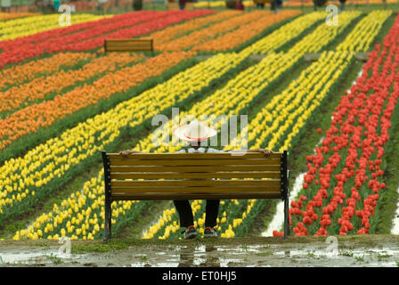 Indira Gandhi Memorial Tulip Garden, Model Floriculture Center, Tulip Garden, Srinagar, Jammu-et-Cachemire, Inde, Asie Banque D'Images