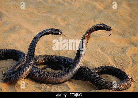 Cobra, capuche ouverte, Cobra indien, Cobra spectaculaire, Cobra asiatique, Cobra binocellate, serpent, reptile, Naja naja, Pushkar, Rajasthan, Inde Banque D'Images