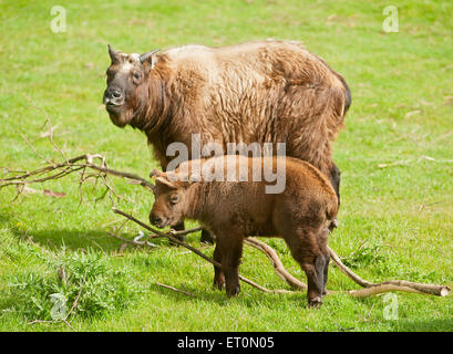 Le Kincraig, Ecosse, Royaume-Uni. 10 Juin, 2014. La Royal Zoological Society de l'Ecosse, Highland Wildlife Park dans le Kincraig, Invernesshire, Écosse, Royaume-Uni a présenté son nouveau bébé takin Mishmi au public aujourd'hui, mercredi 10 juin, 2015. Le takin Mishmi (Budorcas taxicolor taxicolor) est une espèce d'antilope-chèvre originaire de l'Inde, le Myanmar et la République populaire de Chine. Ils ont appelé le veau 'Snow' après 'John Snow' dans le 'Game of Thrones' parce qu'il est né à la fin du mois d'avril, où l'Ecosse plusieurs chutes de neige. Crédit : David Gowans/Alamy Live News Banque D'Images