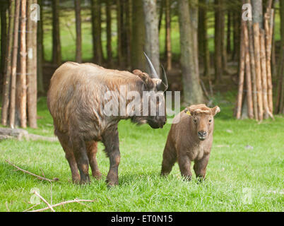 Le Kincraig, Ecosse, Royaume-Uni. 10 Juin, 2014. La Royal Zoological Society de l'Ecosse, Highland Wildlife Park dans le Kincraig, Invernesshire, Écosse, Royaume-Uni a présenté son nouveau bébé takin Mishmi au public aujourd'hui, mercredi 10 juin, 2015. Le takin Mishmi (Budorcas taxicolor taxicolor) est une espèce d'antilope-chèvre originaire de l'Inde, le Myanmar et la République populaire de Chine. Ils ont appelé le veau 'Snow' après 'John Snow' dans le 'Game of Thrones' parce qu'il est né à la fin du mois d'avril, où l'Ecosse plusieurs chutes de neige. Crédit : David Gowans/Alamy Live News Banque D'Images