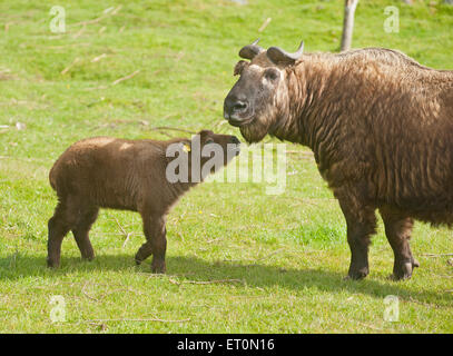 Le Kincraig, Ecosse, Royaume-Uni. 10 Juin, 2014. La Royal Zoological Society de l'Ecosse, Highland Wildlife Park dans le Kincraig, Invernesshire, Écosse, Royaume-Uni a présenté son nouveau bébé takin Mishmi au public aujourd'hui, mercredi 10 juin, 2015. Le takin Mishmi (Budorcas taxicolor taxicolor) est une espèce d'antilope-chèvre originaire de l'Inde, le Myanmar et la République populaire de Chine. Ils ont appelé le veau 'Snow' après 'John Snow' dans le 'Game of Thrones' parce qu'il est né à la fin du mois d'avril, où l'Ecosse plusieurs chutes de neige. Crédit : David Gowans/Alamy Live News Banque D'Images