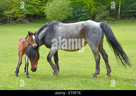 Le parc national New Forest new born poulain posant avec Mare en itinérance libre champ d'herbe verte Swan Hampshire England UK Banque D'Images