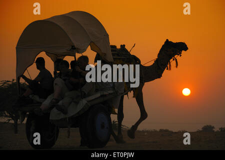 Les personnes voyageant dans le panier de chameaux au coucher du soleil pour Pushkar Rajasthan Inde ; juste ; Banque D'Images